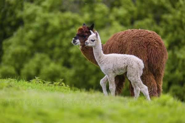 One brown female Alpaca (Vicugna pacos) stands with her young on a fresh green meadow . A green forest in the distant background