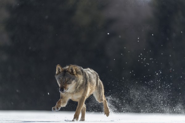 One male eurasian gray wolf (Canis lupus lupus) running thru deep snow with a forest in the background
