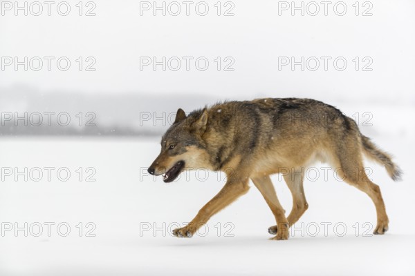 One male eurasian gray wolf (Canis lupus lupus) walking thru deep snow during snow fall. A forest in the background