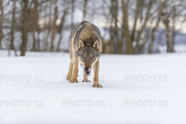 One male eurasian gray wolf (Canis lupus lupus) walking thru deep snow with a forest in the background