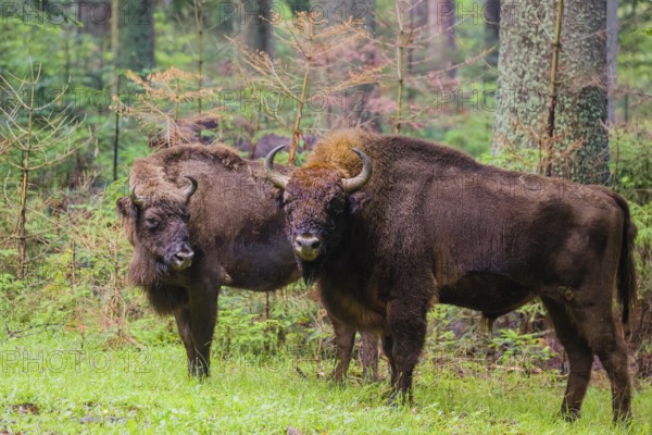 An adult male and female European bison (Bison bonasus) stand in a clearing in a dense forest