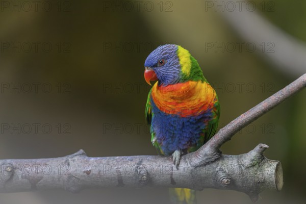 One Rainbow lorikeet (Trichoglossus moluccanus) sitting on a branch. Green vegetation in the background