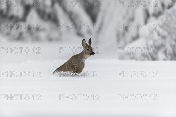 One young male Roe Deer, Roe buck (Capreolus capreolus), running through deep snow. Trees in the background