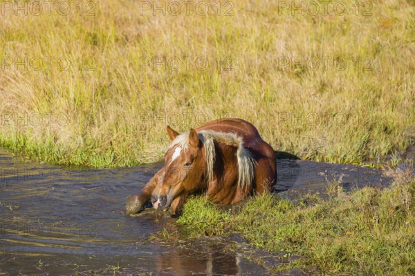 A heavy horse of mixed breed stands in the water of a small pond and enjoys its life on a sunny autumn day