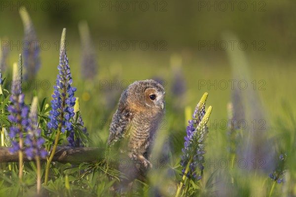 One young Ural owl (Strix uralensis) sitting on a branch lying in a field of flowering lupines in late evening light