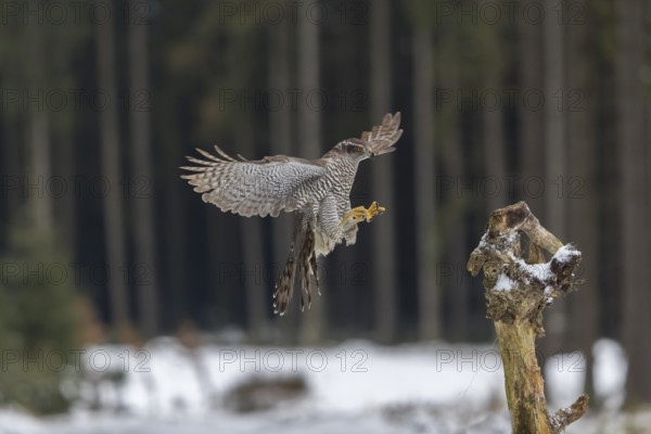 Northern goshawk, Accipiter gentilis, flying through a forest in winter and lands on a dead branch of a tree