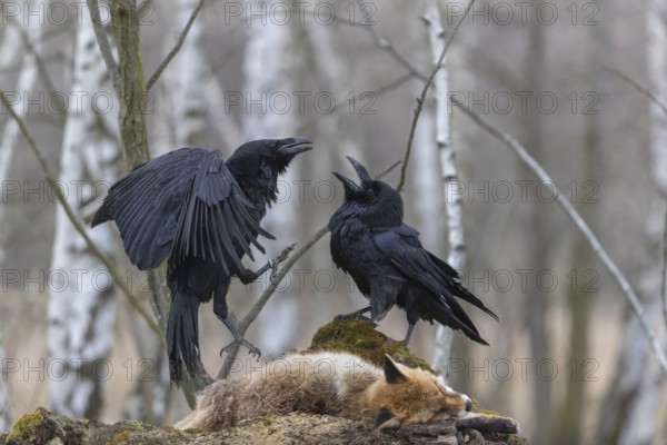 Two common raven (Corvus corax), fighting and feeding on the carcass of a red fox lying on stones in a forest of birch trees