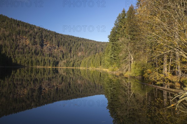 Lake Großer Arbersee in autumn. The surrounding forest is reflected in the mirror like surface of the lake