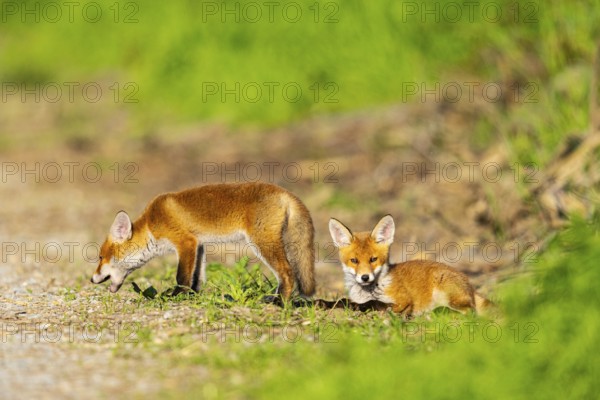Fox (Vulpes vulpes) puppies Germany