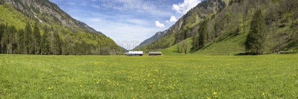 Flowering dandelion meadow (Taraxacum), Trettachtal near Oberstdorf, Allgäu, Bavaria, Germany, Europe