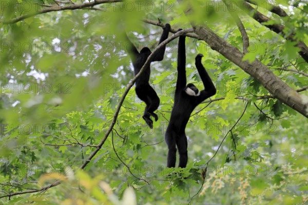 Northern white-cheeked gibbon (Nomascus leucogenys), adult, male, two males, on tree, hanging, food search