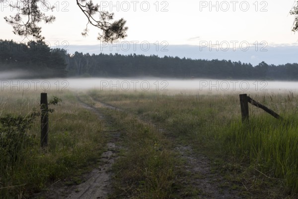 Morning fog over a meadow, meadow path in the Lusatian Lakeland, Elsterheide, Saxony, Germany, Europe