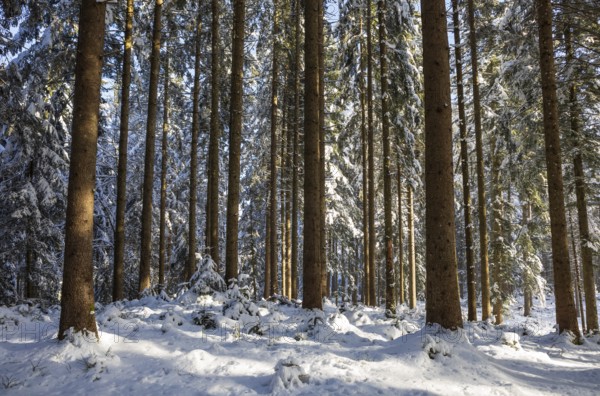 Snow-covered spruce forest, winter, forestry, Mondseeland, Salzkammergut, Upper Austria, Austria, Europe