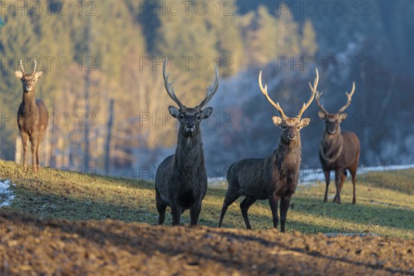 Four Japanese sika deer stags (Cervus nippon nippon) stand on a meadow in hilly terrain. A blue forest covered in hoarfrost can be seen in the background