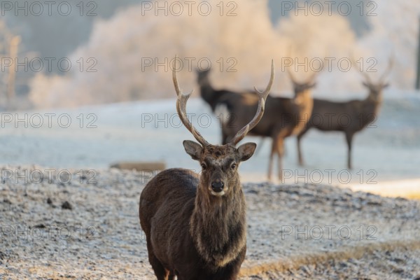 Four Japanese sika deer stags (Cervus nippon nippon) stand on a meadow in hilly terrain. A forest covered in hoarfrost can be seen in the background