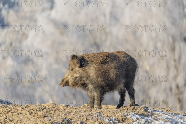 On a sunny day, a wild boar (Sus scrofa) searches for food in a frozen field. A forest covered in hoarfrost can be seen in the background