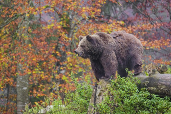 An adult female Eurasian brown bear (Ursus arctos arctos) stands among rotting, fallen trees on a small hill. Trees in colorful autumn leaves stand in background