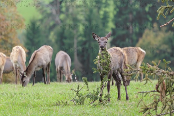 An young Altai maral hind, Altai wapiti or Altai elk (Cervus canadensis sibiricus) stands in a meadow, knibbling on the needles of a spruce twig lying on the ground. A group of hinds graze behind her. A forest can be seen in the background