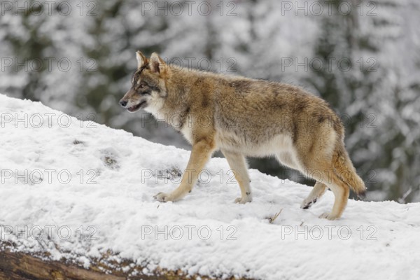 A young grey wolf (Canis lupus lupus) runs across the sloping, snow-covered meadow at the edge of a forest on a cold, cloudy day