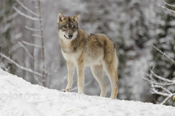A young grey wolf (Canis lupus lupus) runs across the sloping, snow-covered meadow at the edge of a forest on a cold, cloudy day