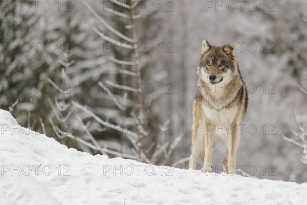 An adult male grey wolf (Canis lupus lupus) stands on a sloping, snow-covered meadow on a cold, cloudy day. A forest can be seen in the background