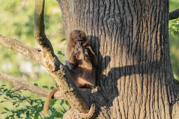 A young gelada (Theropithecus gelada) sits high in a tree in a forked branch and preens itself. A green and yellow forest can be seen in the background