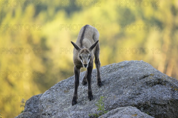 One young Chamois (Rupicapra rupicapra) standing on a rock. A green forest in the background