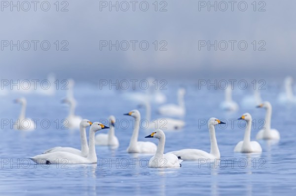 Bewick's swans, tundra swan (Cygnus bewickii) flock swimming in lake in early morning mist in winter