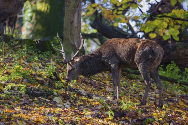 A Red Deer stag (Cervus elaphus) stands in a forest