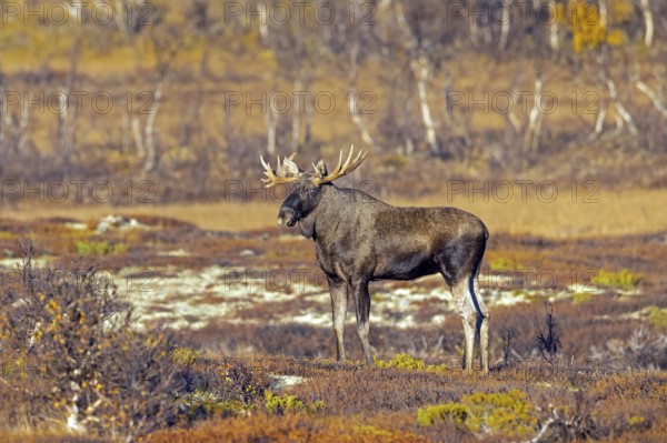 Moose, elk (Alces alces), adult bull, male foraging on the tundra in autumn, fall, Sweden, Scandinavia, Europe