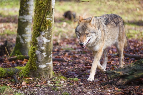 A female gray wolf (Canis lupus lupus) runs across a forest