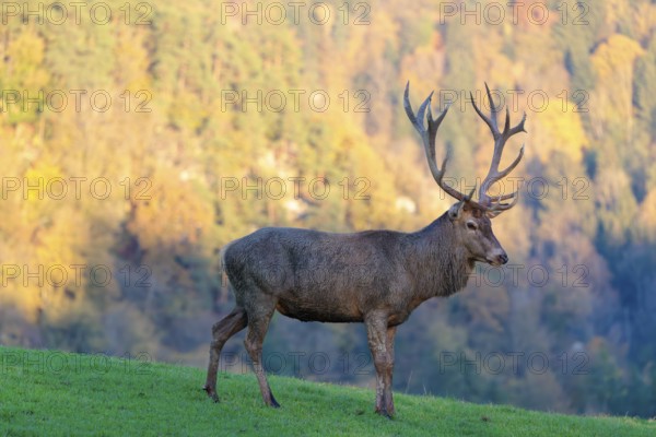 A red deer stag (Cervus elaphus) stands in a meadow in the shadow of the beautiful morning light that hits the autumnal forest in the background