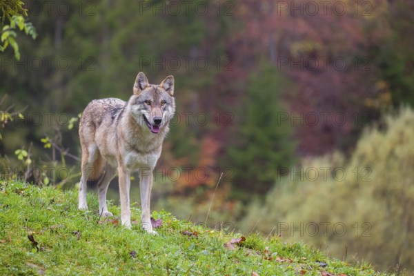 An adult male eurasian gray wolf (Canis lupus lupus) stands on a green meadow on hilly terrain. A forest in fall foliage is in the background