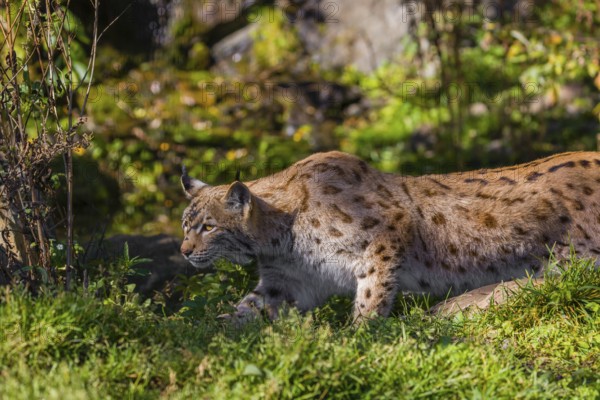 A Eurasian lynx, (Lynx lynx) stalks prey