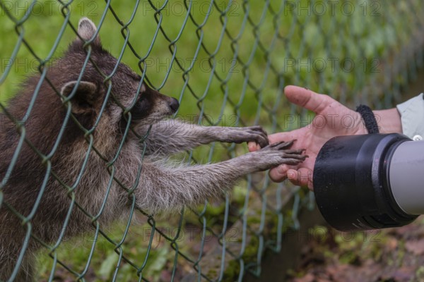 One captive young Raccoon, Procyon lotor, standing behind a fence, playing with a photographers hands