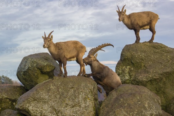 Two ibex (Capra ibex), a male and a female, stand on a rock. The male shows some flehming and sniffs on the female