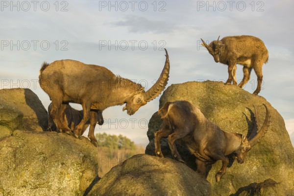 A group of ibex (Capra ibex) standing on a rock in the last light of the day