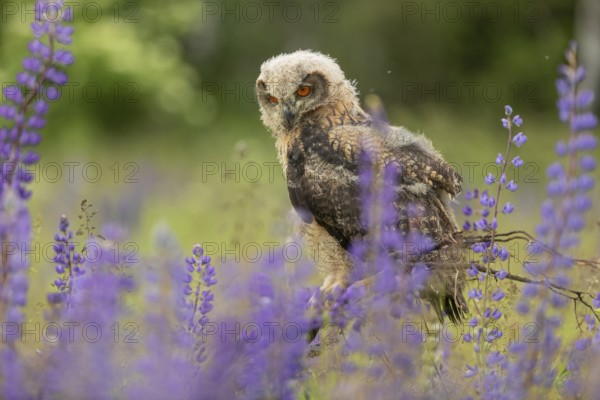 One young Eurasian Eagle Owl, Bubo bubo, sitting on a twig between lupines growing on a meadow