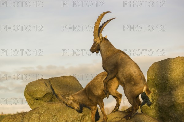 Two ibex (Capra ibex), a male and a female, stand on a rock, mating