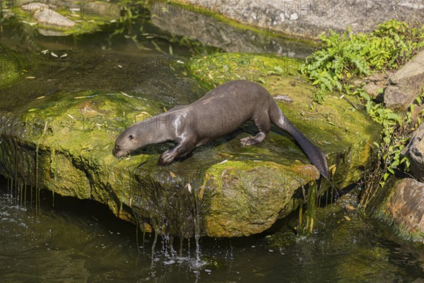 One giant otter or giant river otter (Pteronura brasiliensis) standing on a mossy rock in a creek above a little cascade