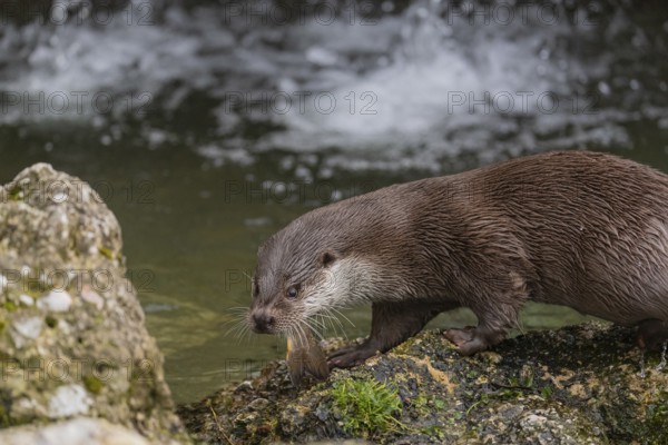 One Eurasian otter (Lutra lutra), sitting on a rock and feeding on a fisch. A little cascade in the background