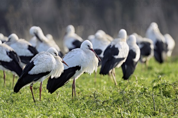 White storks (Ciconia ciconia), large flock standing in a meadow, Flachsee, Canton Aargau, Switzerland, Europe