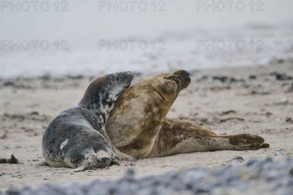Grey seal (Halichoerus grypus) playing with each other on the beach, Düne, Helgoland, Schleswig-Holstein, Germany, Europe