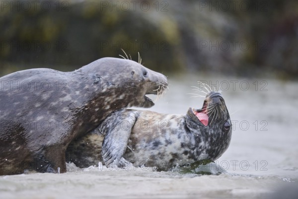 Grey seal (Halichoerus grypus) playing with each other in the water, sea, Düne, Helgoland, Schleswig-Holstein, Germany, Europe