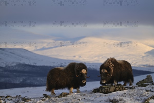 Two musk oxen (Ovibos moschatus) in the soft light of the evening sun in the snow, Dovrefjell-Sunndalsfjella National Park, Norway, Europe