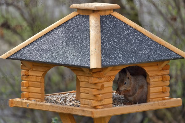 Eurasian red squirrel (Sciurus vulgaris), sitting in bird house and eating bird food, Stuttgart, Baden-Württemberg, Germany, Europe