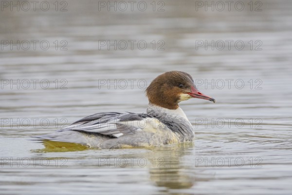 Goosander (Mergus merganser) wbl Germany