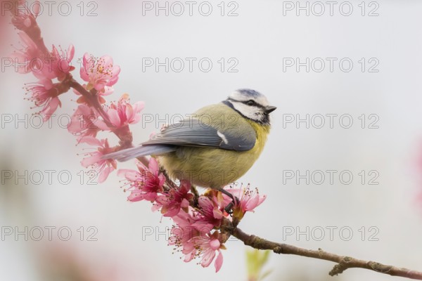 A gentle scene with a blue tit (Parus caeruleus) on a branch covered with pink flowers in the light-flooded spring, Hesse, Germany, Europe