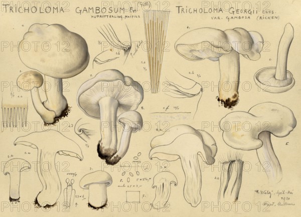 Mushroom, Mushrooms, May mushroom, St George's mushroom, Tricholoma gambosum, authentic reproduction of an illustration by Hans Walty (1868-1948) from about 1915, historical