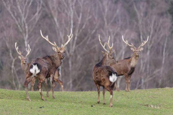 Four Japanese sika deer (Cervus nippon nippon) are standing in a meadow in hilly terrain. A forest can be seen in the background